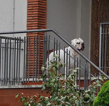 Aggredito e ferito da due cani 