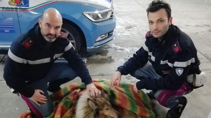 Cane ferito salvato in autostrada