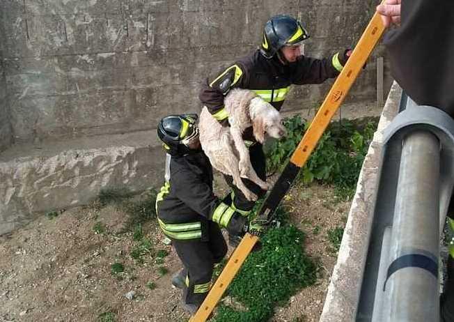 Olbia, i vigili del fuoco salvano un cagnolino caduto nel canale 