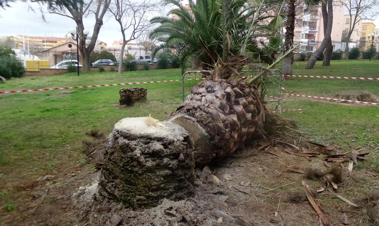 Le palme uccise dal punteruolo rosso