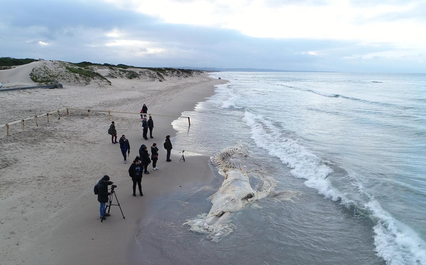 Nessuna impresa sarda per i funerali alla balena 
