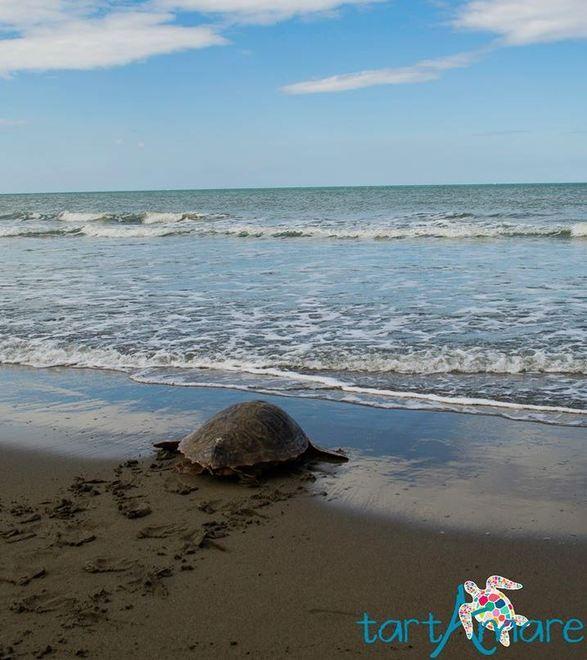 Addio Troniera, la culla delle Caretta sarà a Marina 