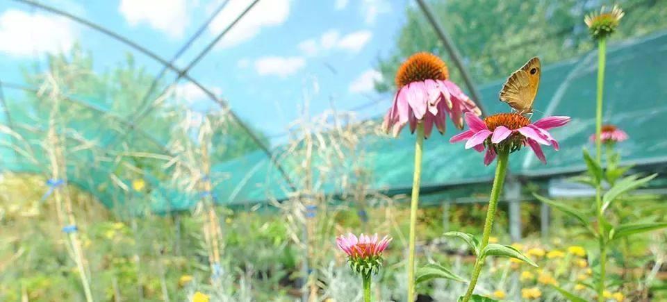 Piante officinali, novità in vista 