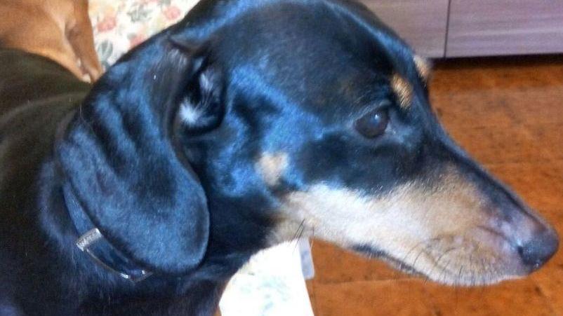 La proprietaria è in ospedale, le sue cagnoline cercano casa