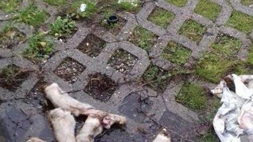 Macellazioni clandestine, si indaga