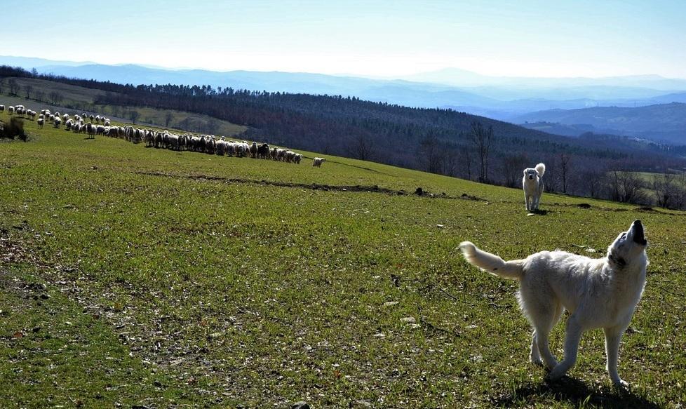 «Nuova predazione, chiedo i cani» 