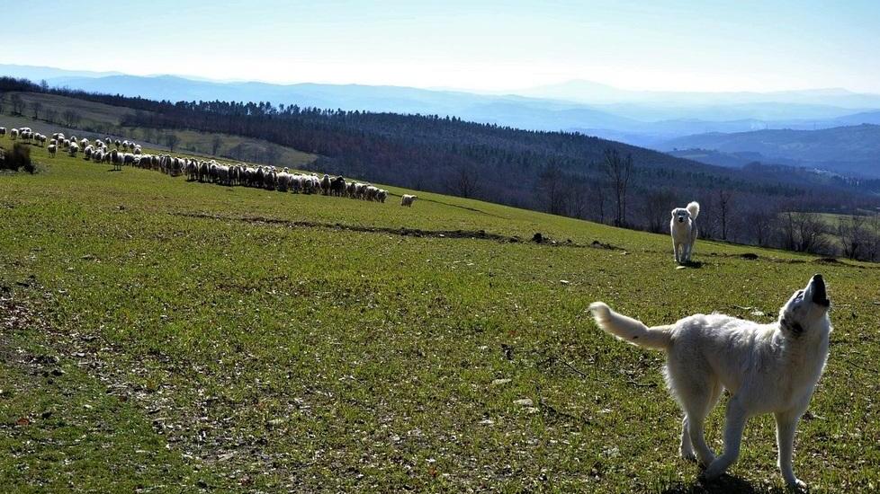«Nuova predazione, chiedo i cani»