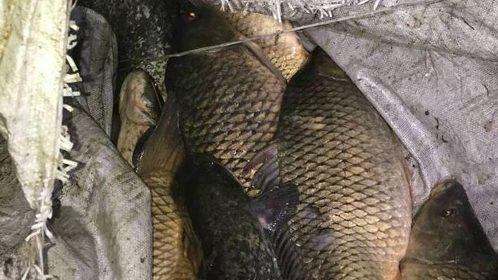 Ostellato, sventata azione di bracconaggio