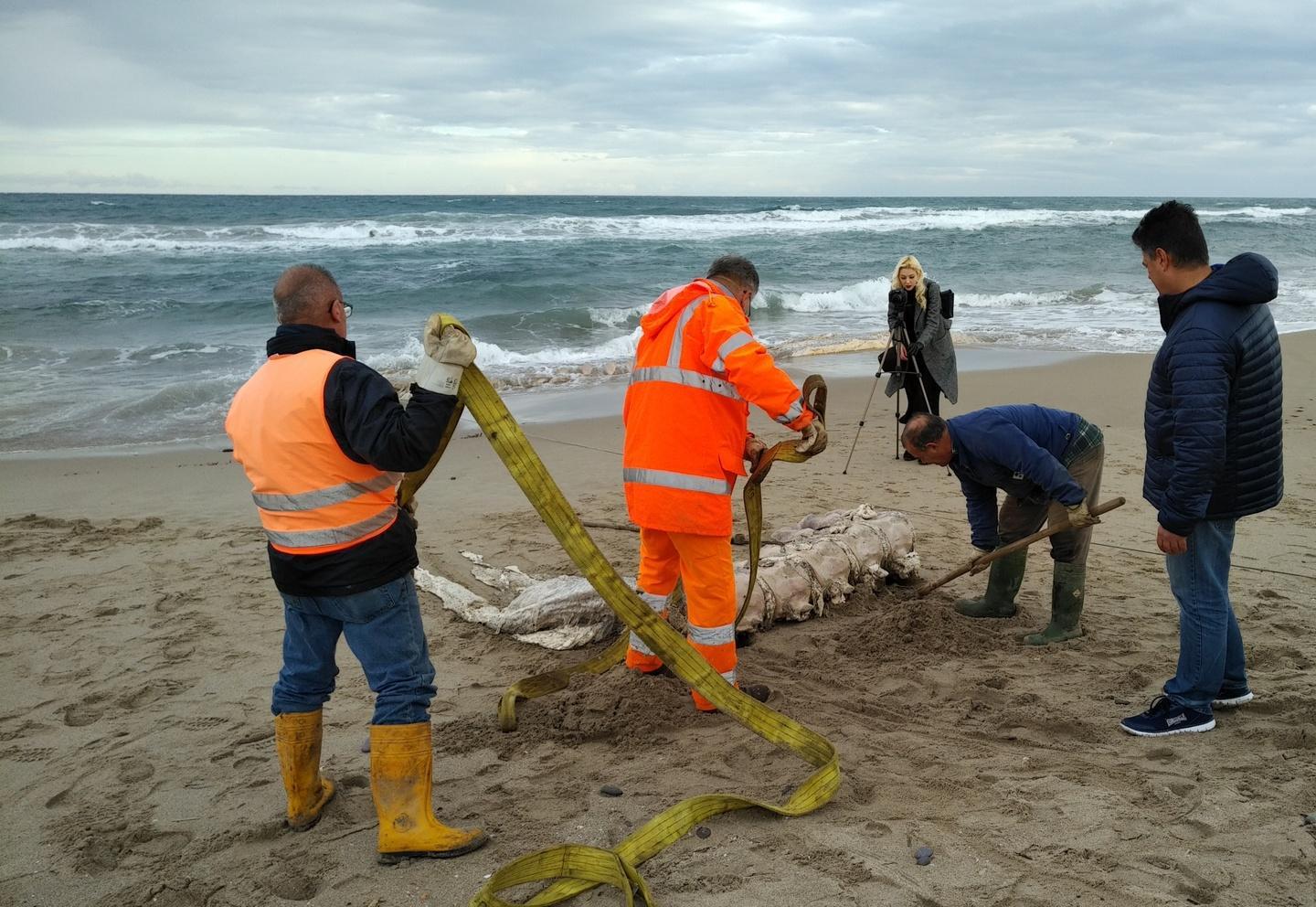 La balena perde pezzi al via il recupero in mare 