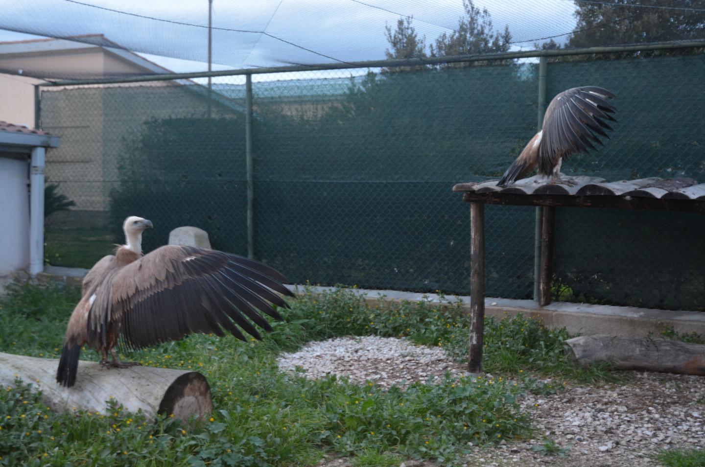 I due grifoni dall’Olanda presto liberi a Marrargiu
