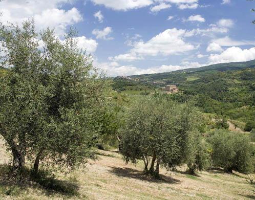Cinque milioni di euro per l’oro verde 