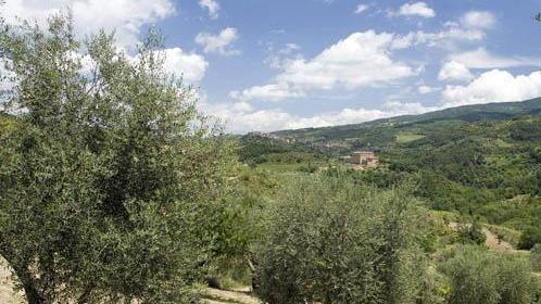 Cinque milioni di euro per l’oro verde