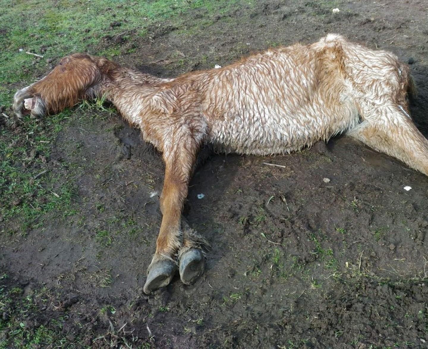 La fame fa strage di cavalli e i buoi nelle campagne di Sinnai