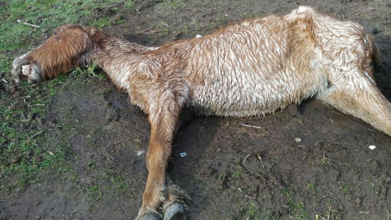 La fame fa strage di cavalli e i buoi nelle campagne di Sinnai