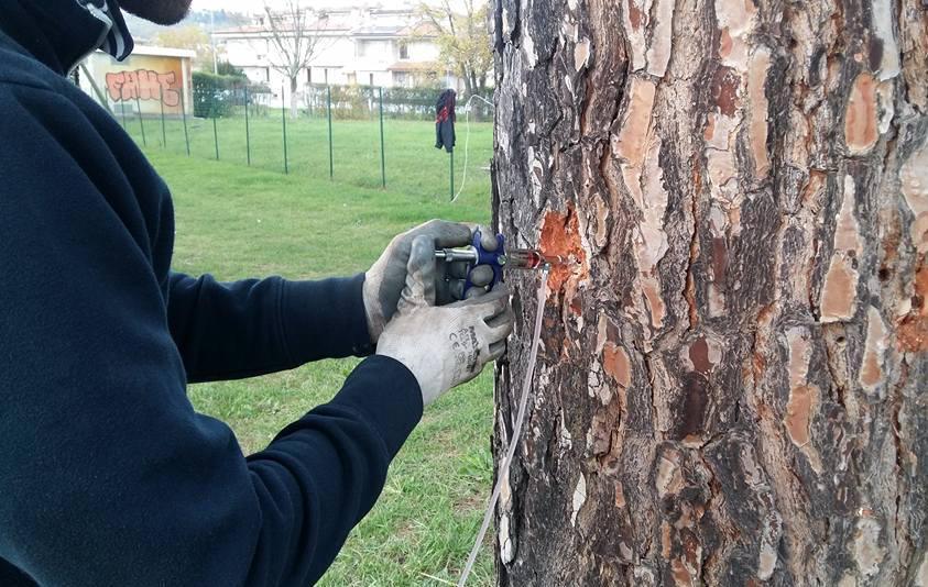 Processionaria, privati coinvolti nella lotta 