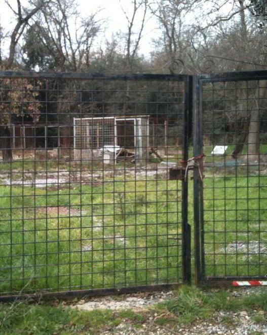 Accusata del furto di un cucciolo dal canile