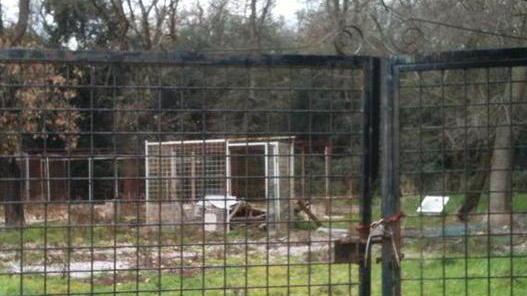 Accusata del furto di un cucciolo dal canile