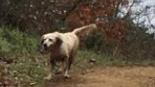 Cane smarrito, si offre lauta ricompensa