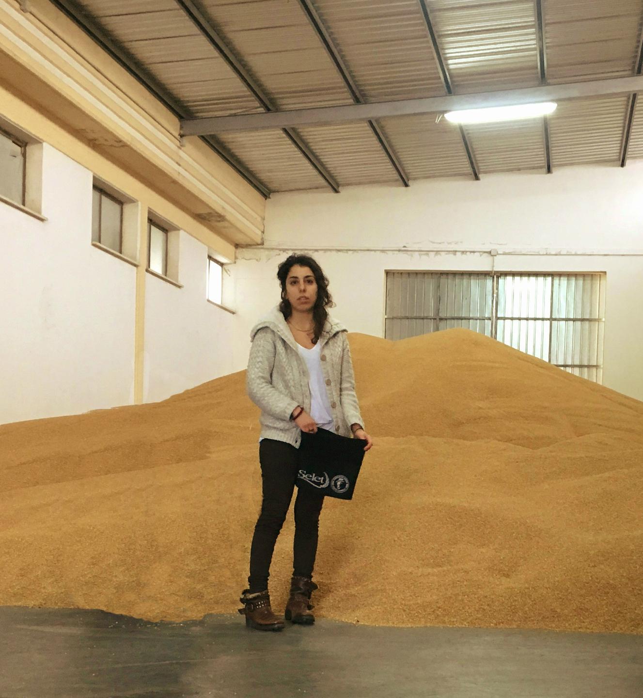 Grano Cappelli, consorzio sardo beffato: invenduti 8000 quintali 