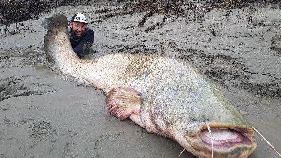 Boretto, catturato un siluro record di 265 centimetri per 125 chili