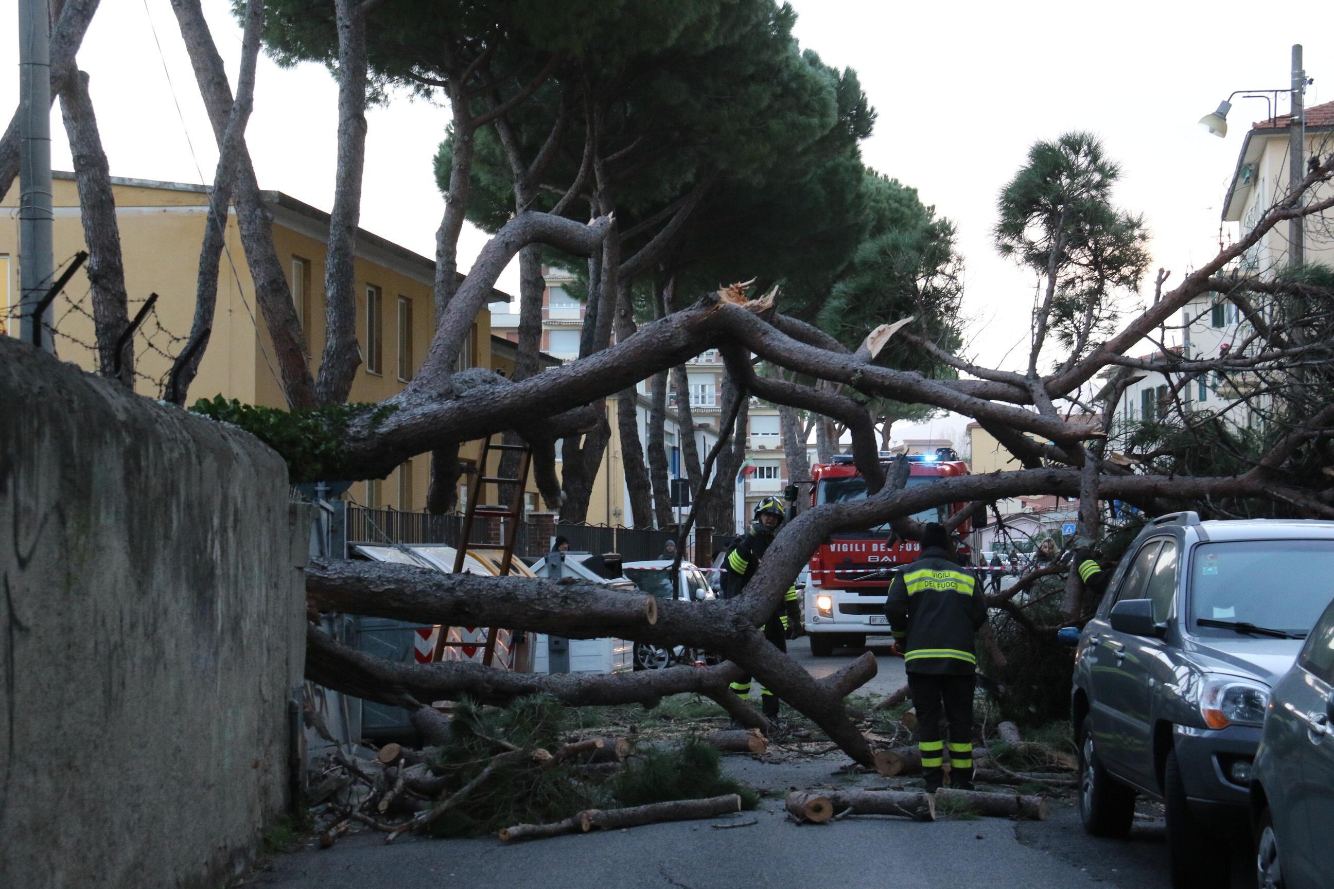L'albero caduto in via San Gaetano (foto Pentafoto)