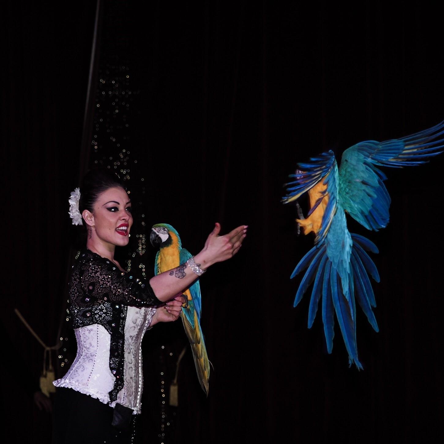 Pappagalli si esibiscono in uno spettacolo del circo Oscar Orfei