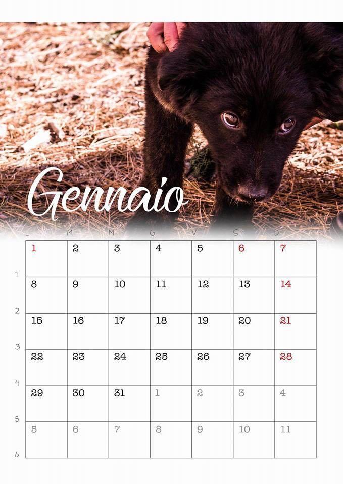 Cagnolini modelli nel calendario per sostenere l'associazione Orme