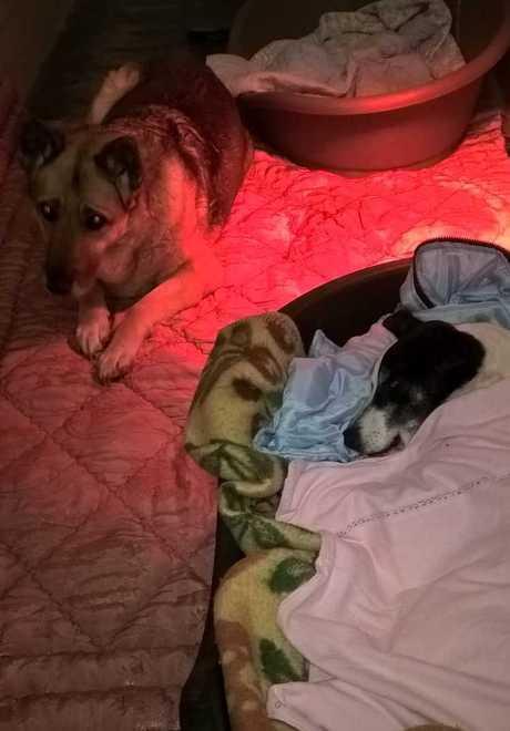 Cani inseparabili sino alla fine, Nelly al capezzale di Amedeo 