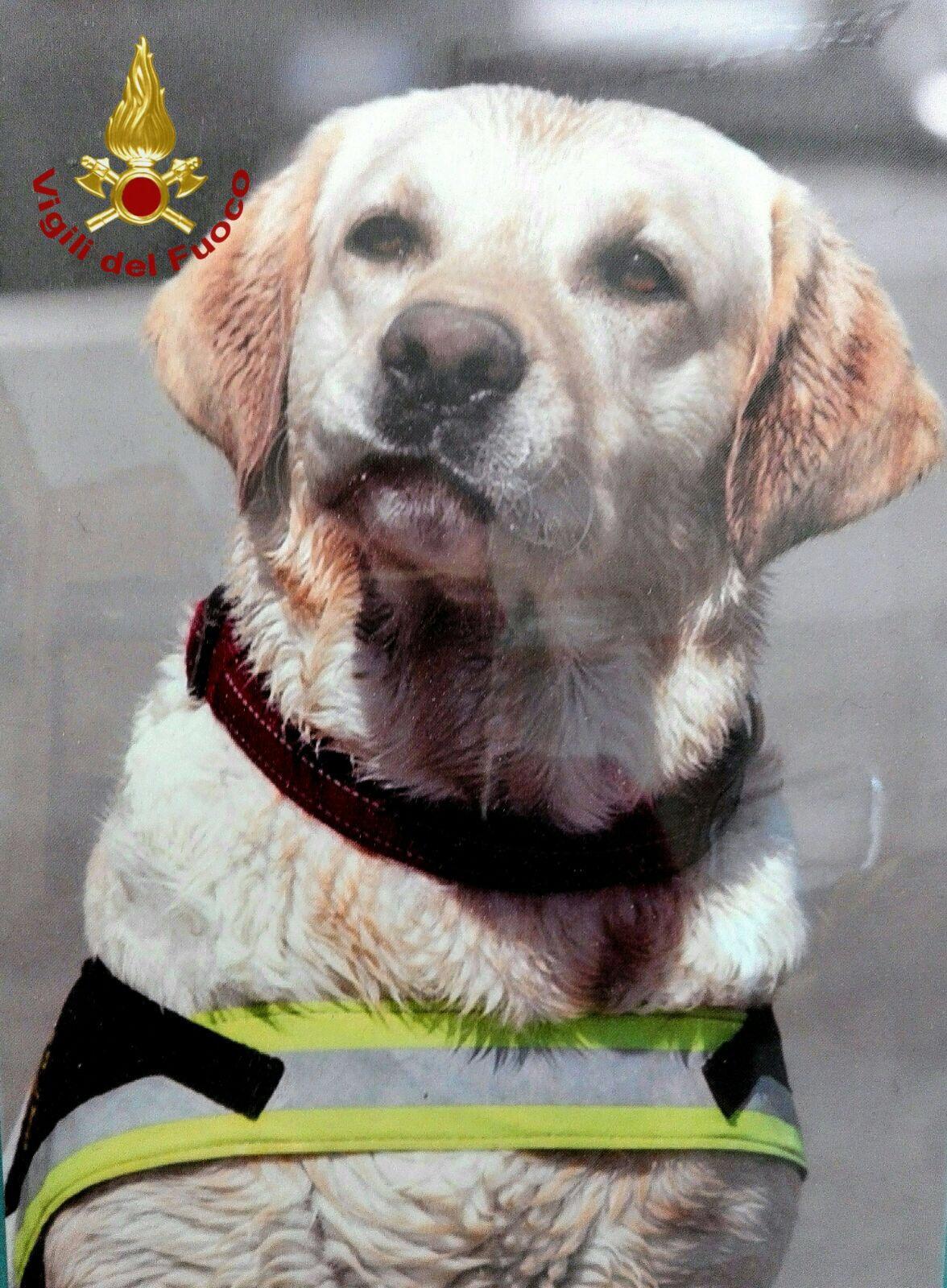 Blu, il labrador dei vigili del fuoco (foto Mario Rosas)