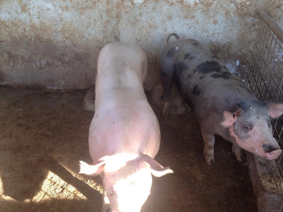 Peste suina tra animali domestici: abbattuti tre maiali di un allevamento