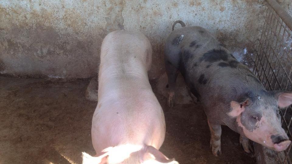 Peste suina tra animali domestici: abbattuti tre maiali di un allevamento