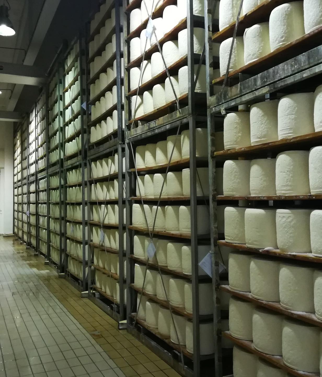 Pecorino, polemica sul prezzo 