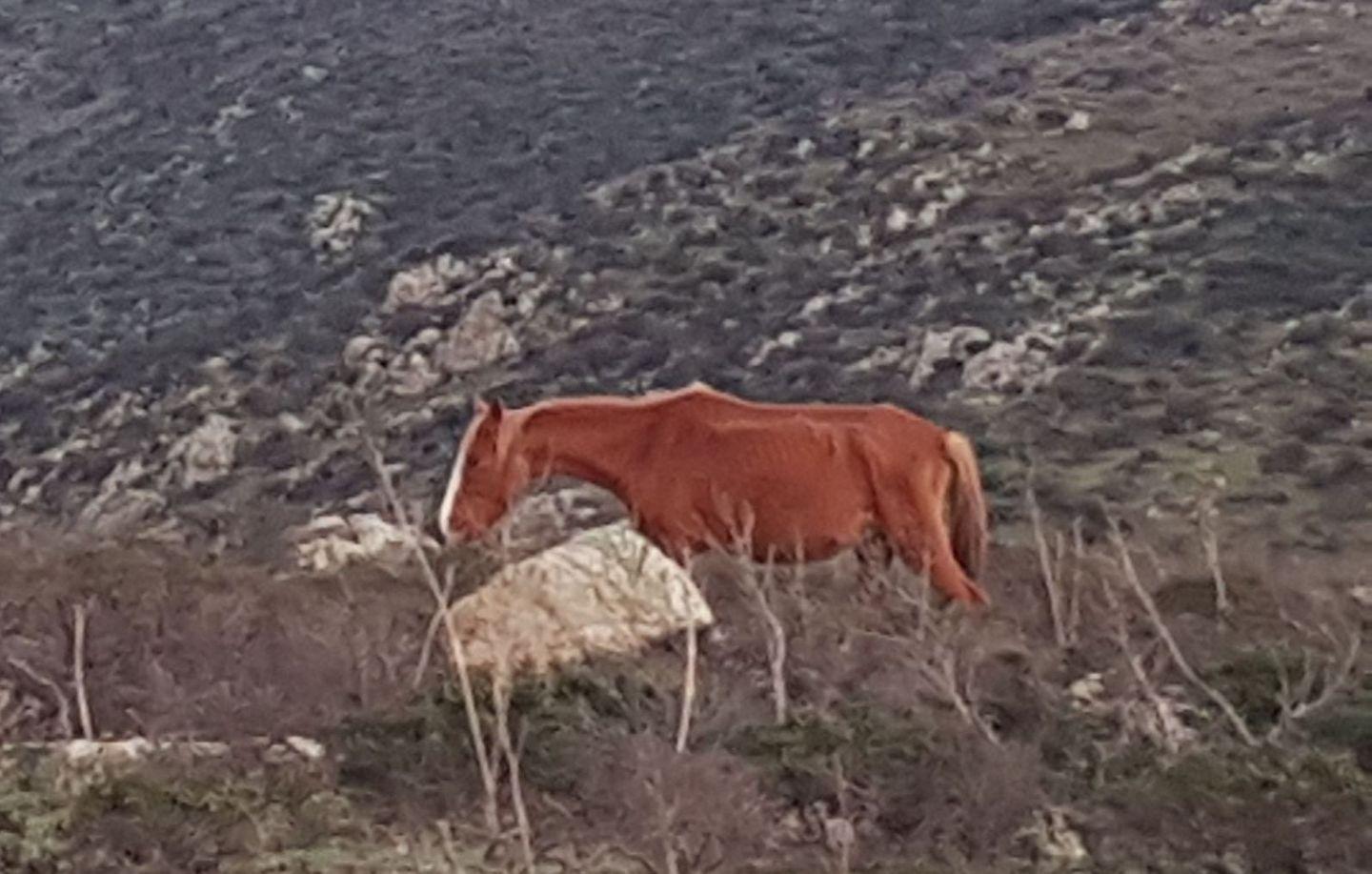 Cavalli e mucche morti di stenti 