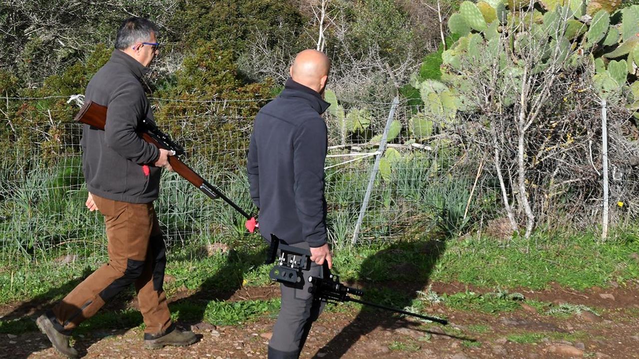 Bovini terrore della 131: fallito il blitz per catturarli