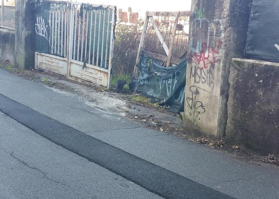 Borgo Ducale, territorio per gatti