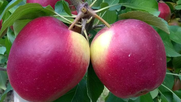 Le mele Modì del Civ sbarcano anche in India 