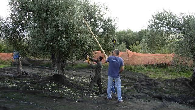Poco olio ma eccellente: prezzi in salita