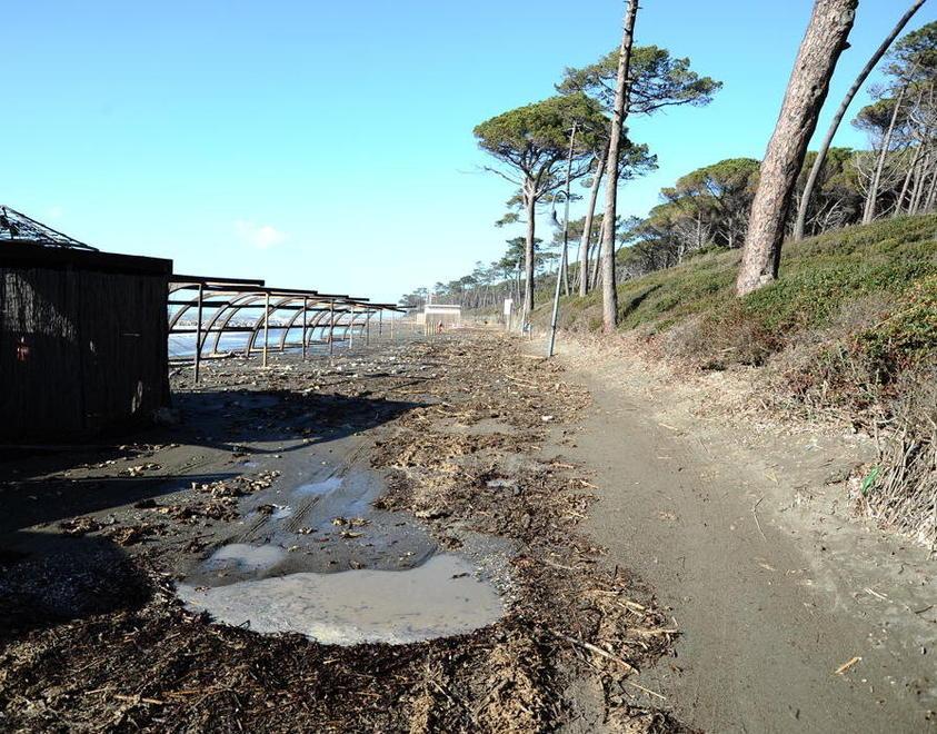 Il mare entra in pineta e lascia quintali di alghe 