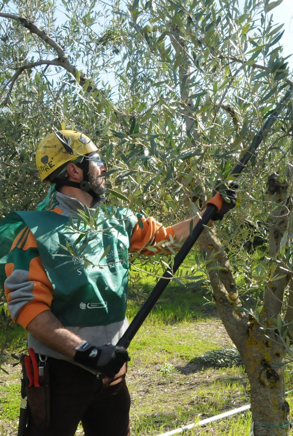 Corso di potatura degli ulivi organizzato da Laore