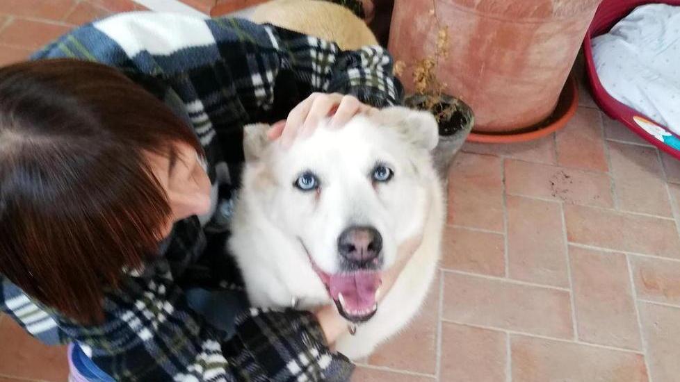 L'Husky con la moglie del vigile che lo ha adottato