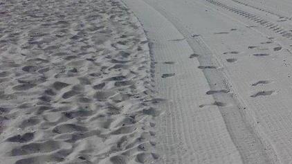Morso in spiaggia dai cani sciolti