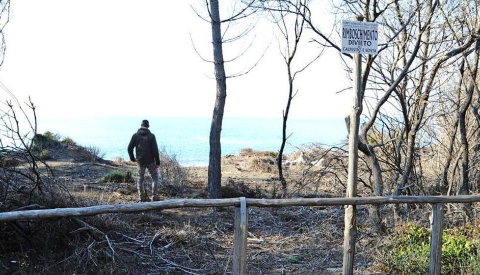 Addio a un altro pezzo di pineta 