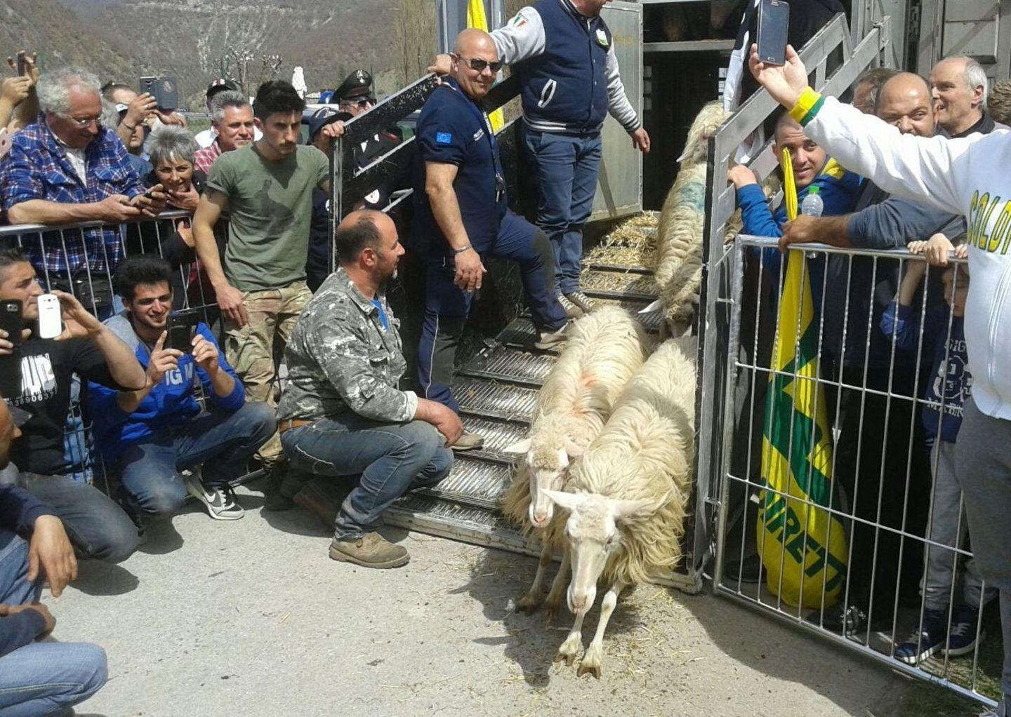 “Paradura”, i pastori umbri ricambiano 