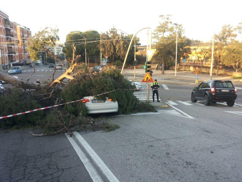L'albero che si è abbattuto sull'auto (foto Mario Rosas)