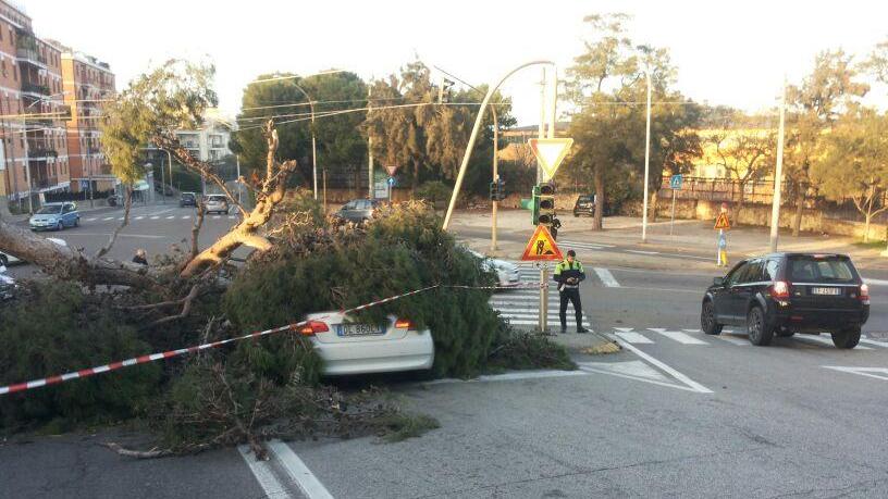 L'albero che si è abbattuto sull'auto (foto Mario Rosas)