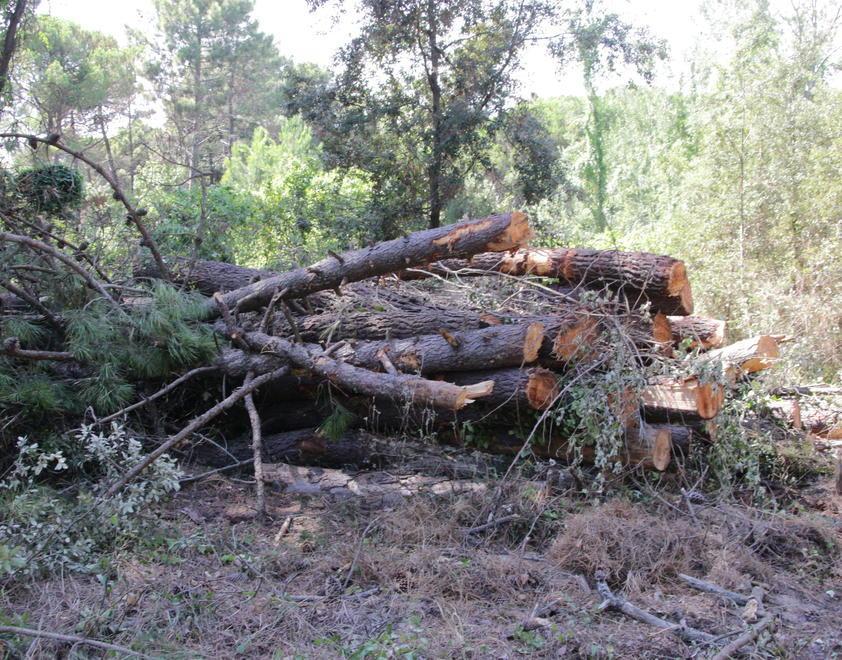 Rimboschimento, il Comune punta a 1,2 milioni da Firenze 