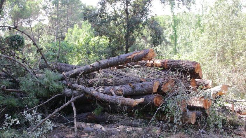 Rimboschimento, il Comune punta a 1,2 milioni da Firenze