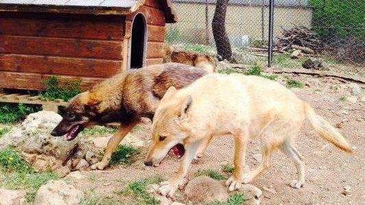 «Niente risarcimento se il predatore è un ibrido»