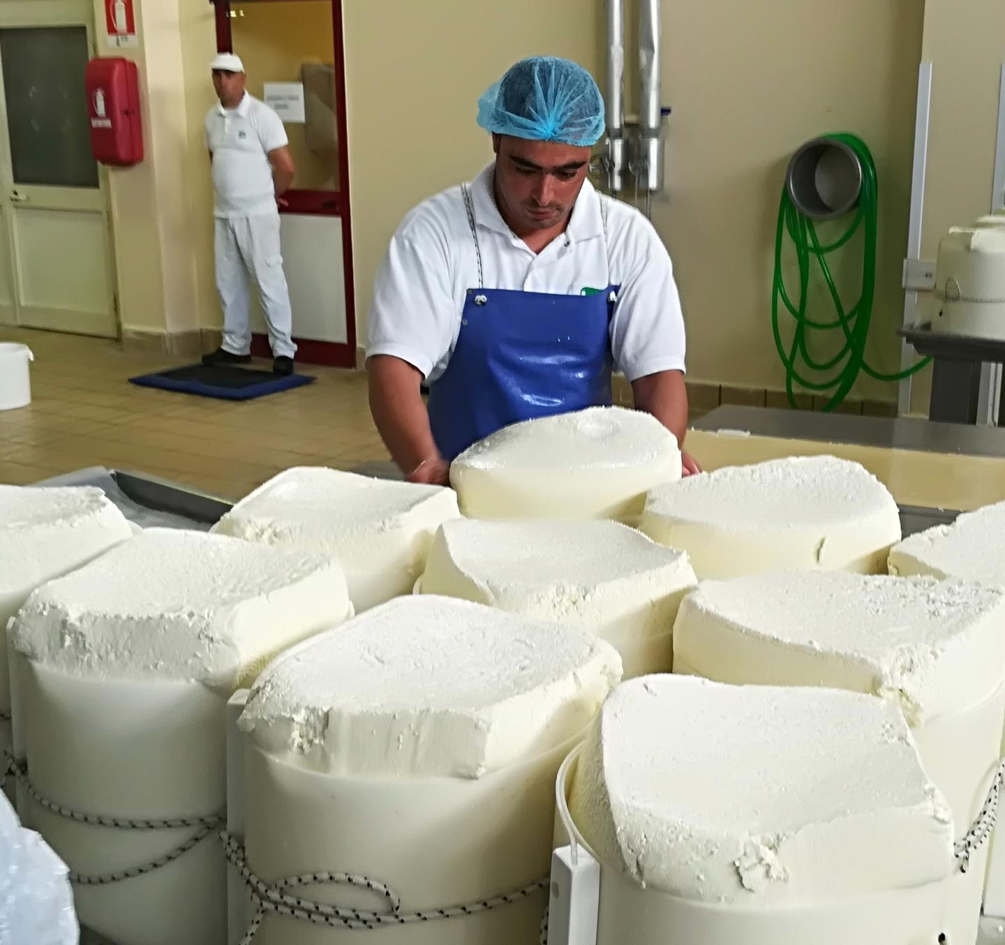 Il prezzo del latte accende la polemica tra pastori e caseifici 