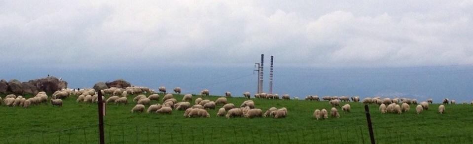 La crisi nera della pastorizia: la protesta si allarga a Ottana